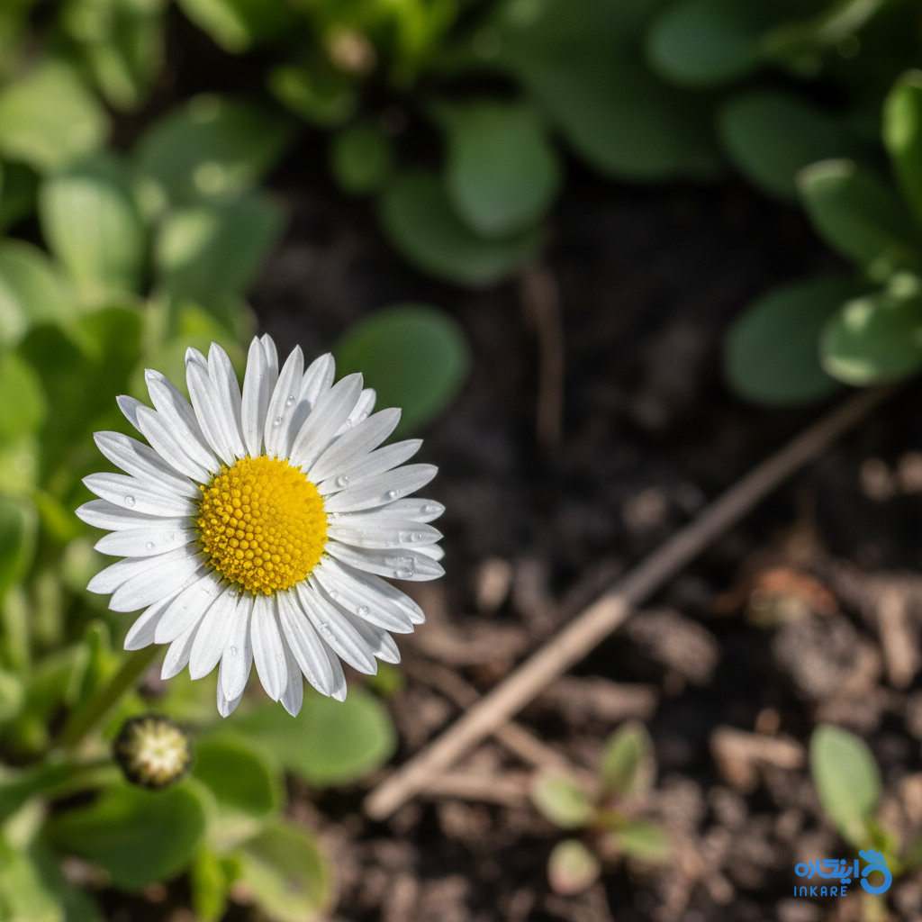 تصویر گل مینا با گلبرگهای نازک سفید در باغچه
