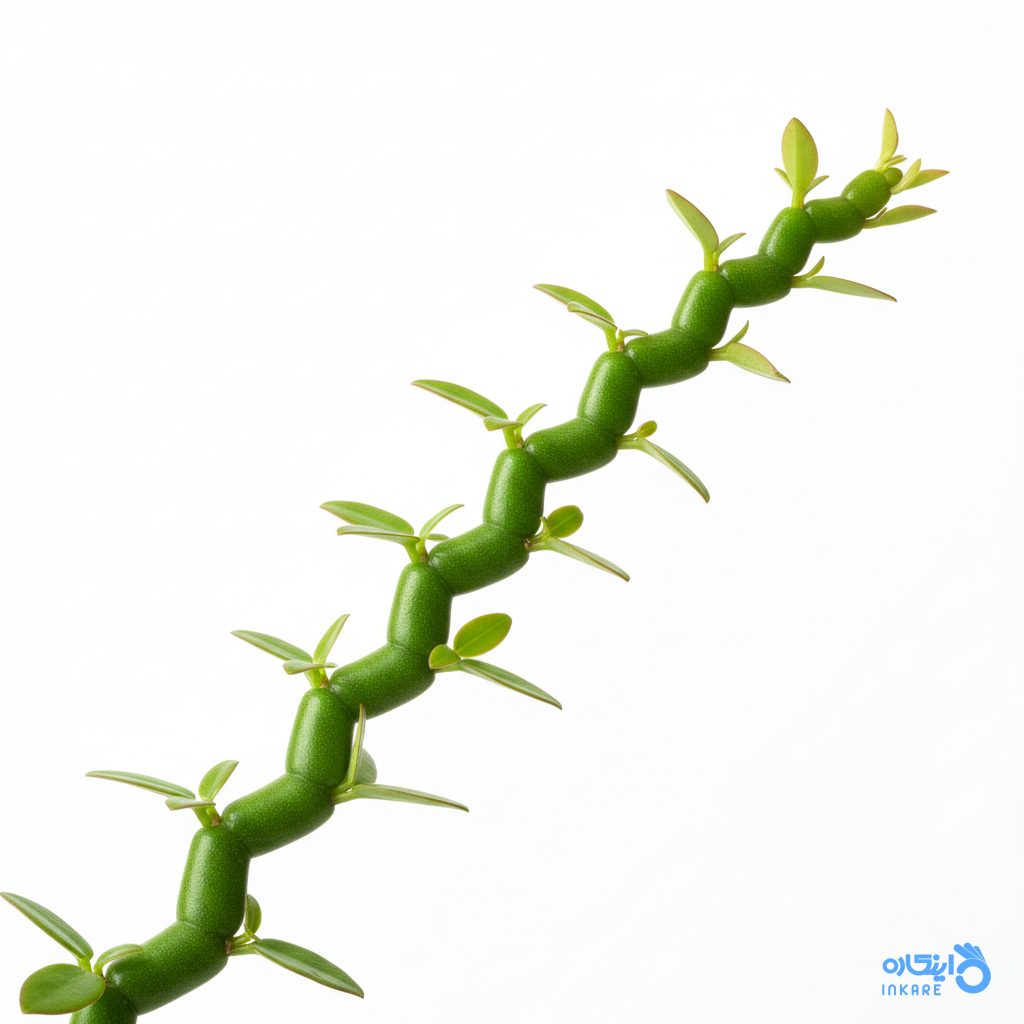 تقسیم ساقه گیاه پدیلانتوس با الگوی زیگزاگ
